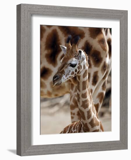 DEU Giraffenbaby-Kai-uwe Knoth-Framed Photographic Print