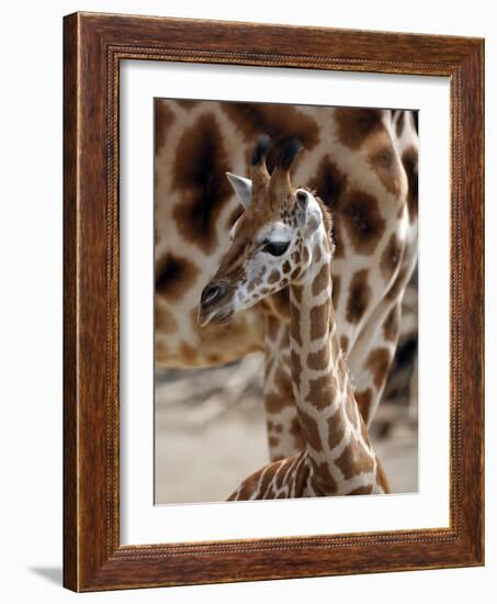 DEU Giraffenbaby-Kai-uwe Knoth-Framed Photographic Print