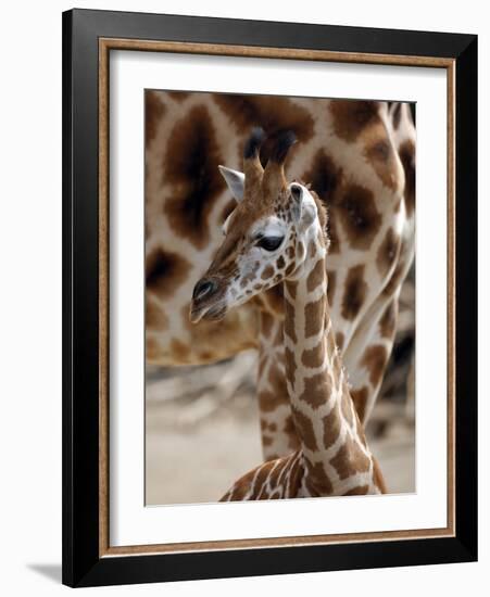 DEU Giraffenbaby-Kai-uwe Knoth-Framed Photographic Print