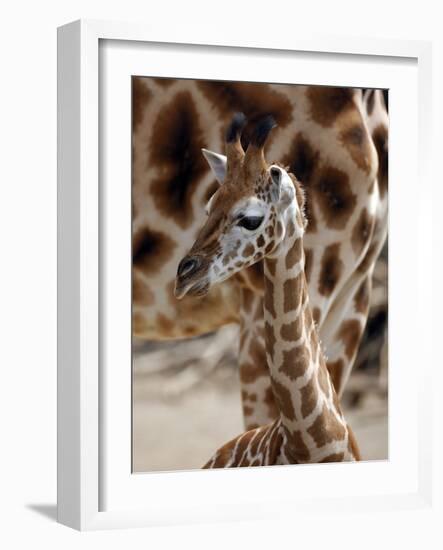 DEU Giraffenbaby-Kai-uwe Knoth-Framed Photographic Print