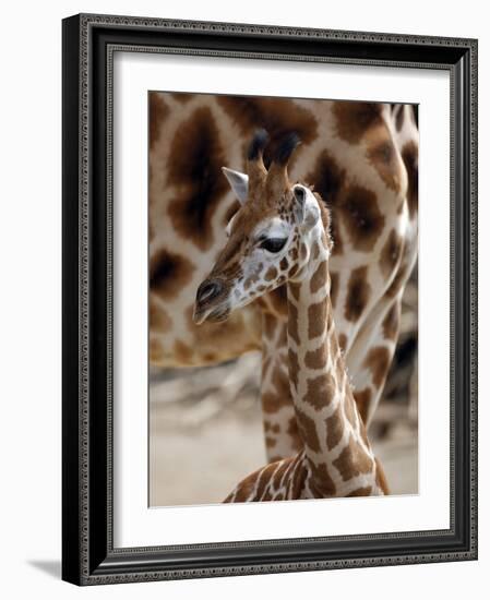 DEU Giraffenbaby-Kai-uwe Knoth-Framed Photographic Print