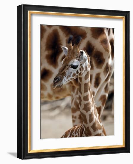 DEU Giraffenbaby-Kai-uwe Knoth-Framed Photographic Print