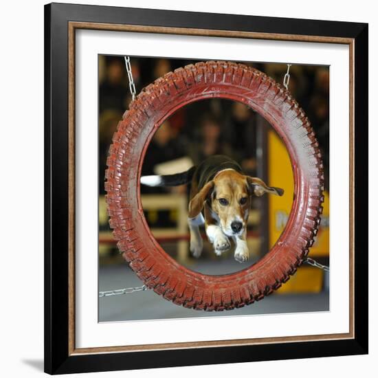 DEU SN Rassehunde Ausstellung-Matthias Rietschel-Framed Photographic Print