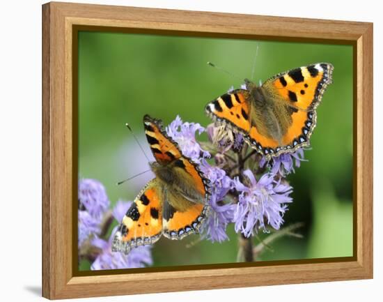 DEU Wetter Sschmetterling-Winfried Rothermel-Framed Premier Image Canvas