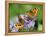 DEU Wetter Sschmetterling-Winfried Rothermel-Framed Premier Image Canvas