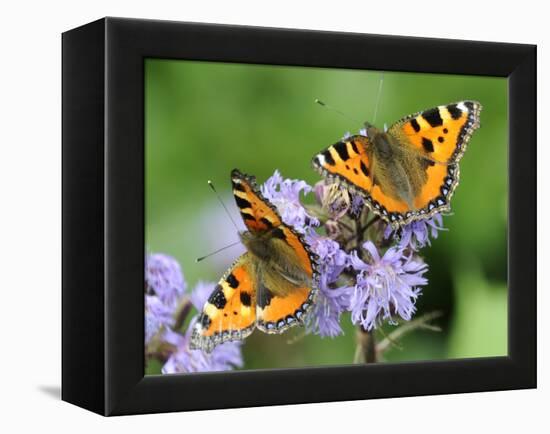 DEU Wetter Sschmetterling-Winfried Rothermel-Framed Premier Image Canvas