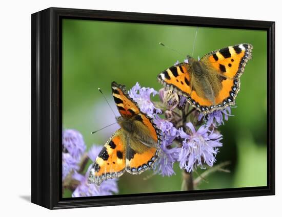 DEU Wetter Sschmetterling-Winfried Rothermel-Framed Premier Image Canvas