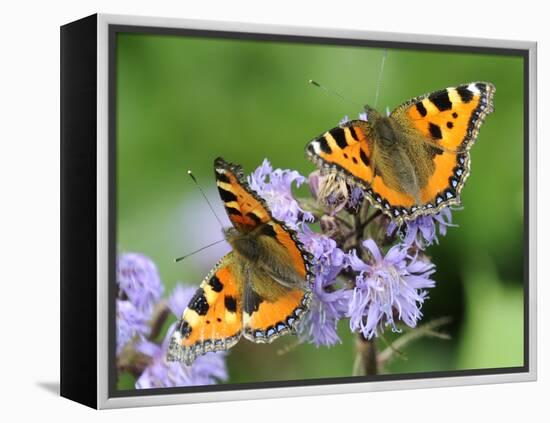 DEU Wetter Sschmetterling-Winfried Rothermel-Framed Premier Image Canvas