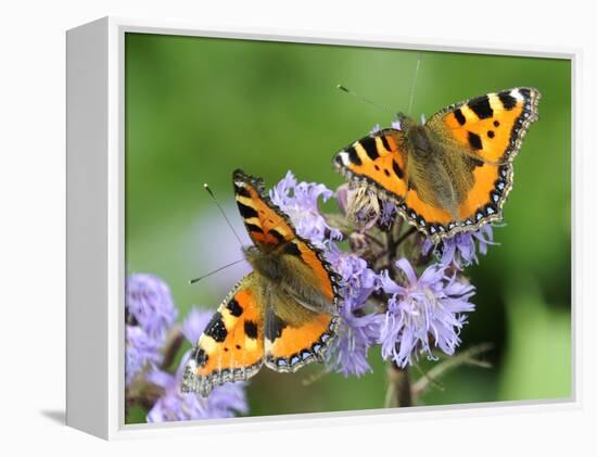 DEU Wetter Sschmetterling-Winfried Rothermel-Framed Premier Image Canvas