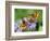 DEU Wetter Sschmetterling-Winfried Rothermel-Framed Photographic Print