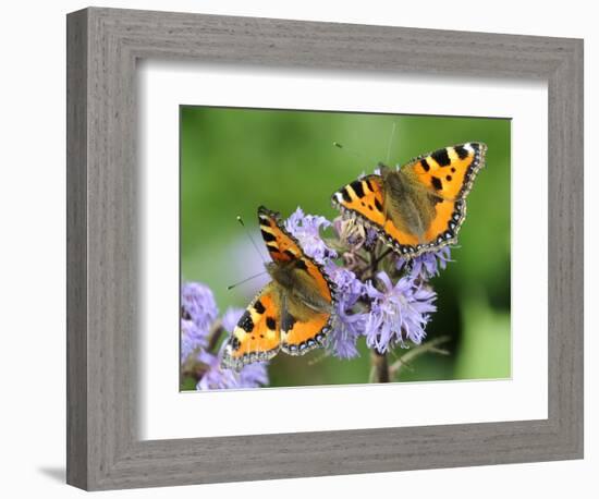 DEU Wetter Sschmetterling-Winfried Rothermel-Framed Photographic Print