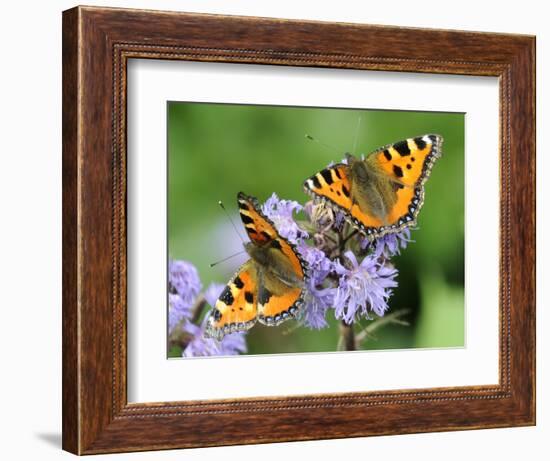 DEU Wetter Sschmetterling-Winfried Rothermel-Framed Photographic Print