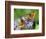 DEU Wetter Sschmetterling-Winfried Rothermel-Framed Photographic Print