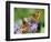 DEU Wetter Sschmetterling-Winfried Rothermel-Framed Photographic Print