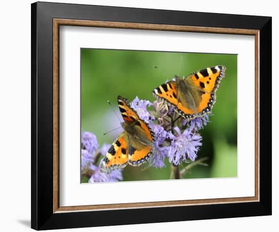 DEU Wetter Sschmetterling-Winfried Rothermel-Framed Photographic Print