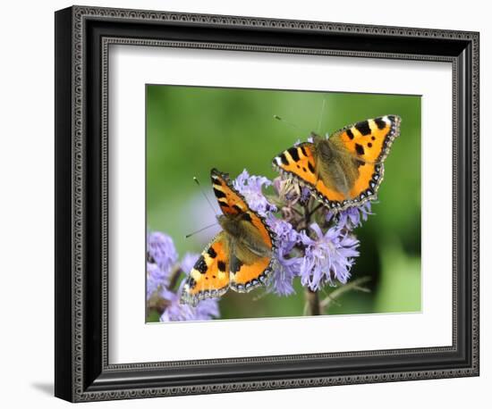 DEU Wetter Sschmetterling-Winfried Rothermel-Framed Photographic Print