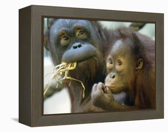 Deu Zoo Berlin-null-Framed Premier Image Canvas