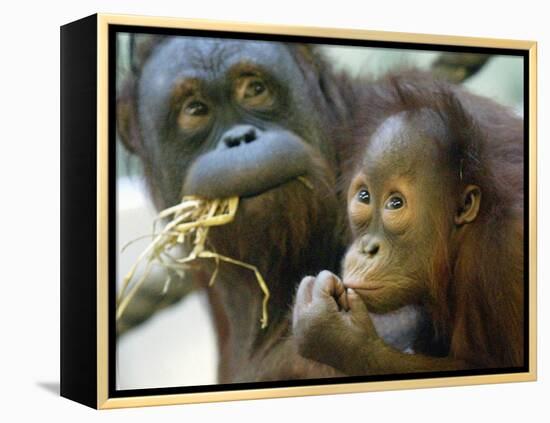 Deu Zoo Berlin-null-Framed Premier Image Canvas