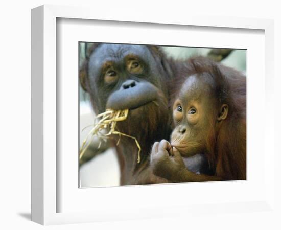 Deu Zoo Berlin-null-Framed Photographic Print