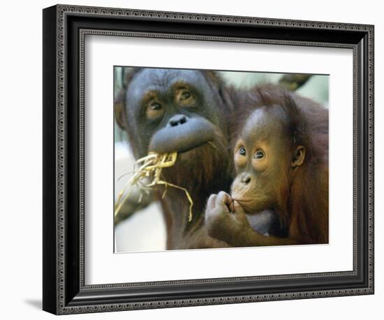 Deu Zoo Berlin-null-Framed Photographic Print