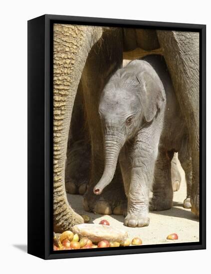 DEU Zoo Elefant-Joerg Sarbach-Framed Premier Image Canvas