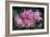 Deutzia Longifolia 'Veitchii'-Colin Varndell-Framed Photographic Print