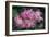 Deutzia Longifolia 'Veitchii'-Colin Varndell-Framed Photographic Print