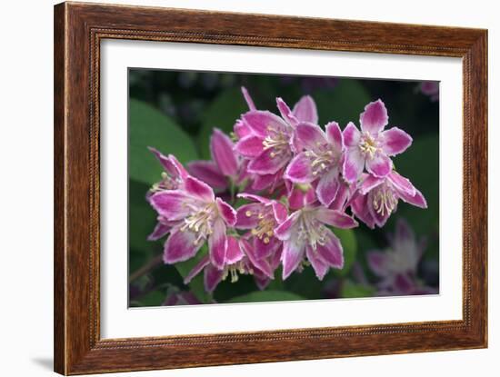 Deutzia Longifolia 'Veitchii'-Colin Varndell-Framed Photographic Print