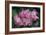 Deutzia Longifolia 'Veitchii'-Colin Varndell-Framed Photographic Print