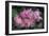 Deutzia Longifolia 'Veitchii'-Colin Varndell-Framed Photographic Print