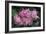 Deutzia Longifolia 'Veitchii'-Colin Varndell-Framed Photographic Print