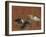 Deux canards et une aigrette garzette-Pieter Boel-Framed Giclee Print