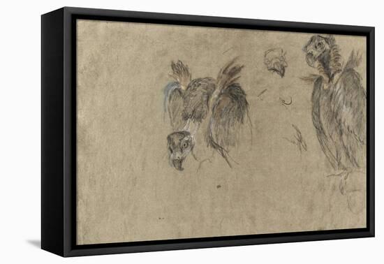 Deux études de vautour et deux détails-Pieter Boel-Framed Premier Image Canvas