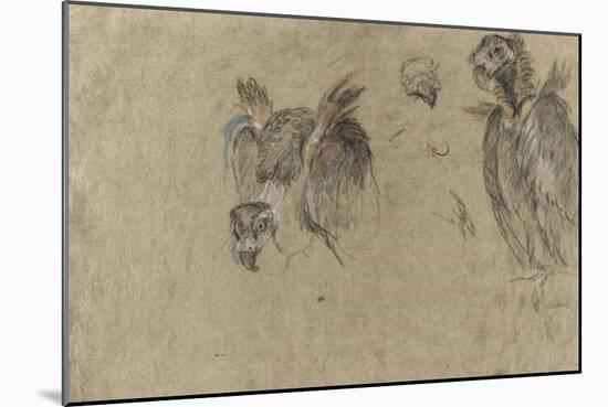 Deux études de vautour et deux détails-Pieter Boel-Mounted Giclee Print