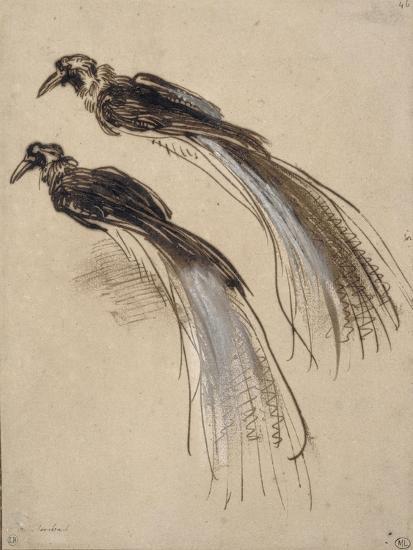 Deux études Pour Un Oiseau De Paradis Giclee Print By Rembrandt Van Rijn Artcom