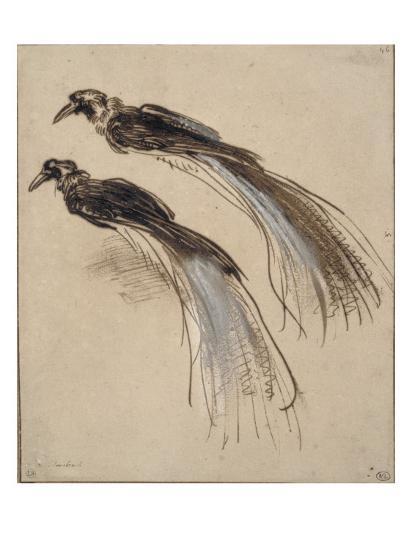 Deux études Pour Un Oiseau De Paradis Giclee Print By Rembrandt Van Rijn Artcom