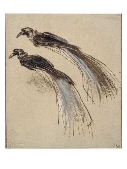 Deux études Pour Un Oiseau De Paradis Giclee Print By Rembrandt Van Rijn Artcom