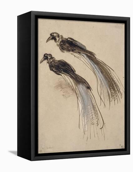 Deux études pour un oiseau de paradis-Rembrandt van Rijn-Framed Premier Image Canvas