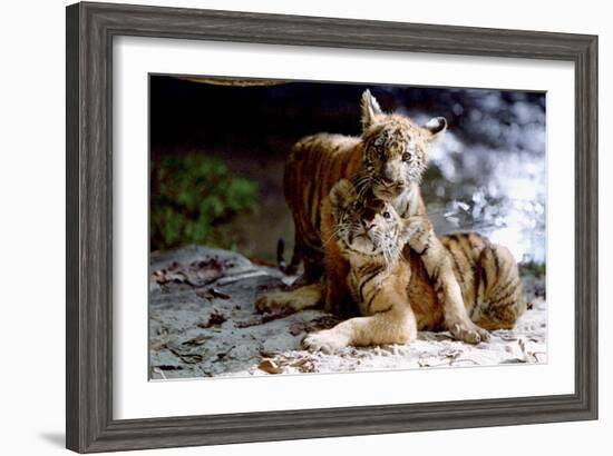 Deux Freres Two Brothers De Jeanjacquesannaud Avec Les Petits Tigres Kumal, Sangha, 2004-null-Framed Photo