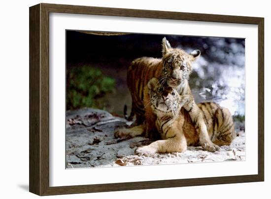 Deux Freres Two Brothers De Jeanjacquesannaud Avec Les Petits Tigres Kumal, Sangha, 2004-null-Framed Photo