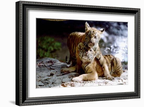 Deux Freres Two Brothers De Jeanjacquesannaud Avec Les Petits Tigres Kumal, Sangha, 2004-null-Framed Photo