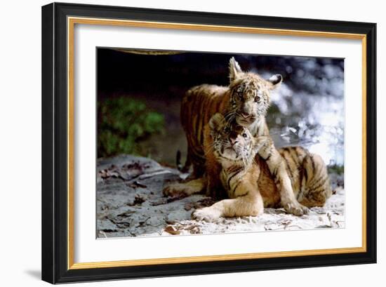 Deux Freres Two Brothers De Jeanjacquesannaud Avec Les Petits Tigres Kumal, Sangha, 2004-null-Framed Photo