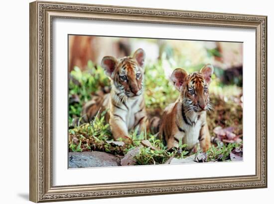 Deux Freres Two Brothers De Jeanjacquesannaud Avec Les Petits Tigres Kumal, Sangha, 2004-null-Framed Photo