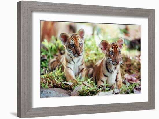 Deux Freres Two Brothers De Jeanjacquesannaud Avec Les Petits Tigres Kumal, Sangha, 2004-null-Framed Photo