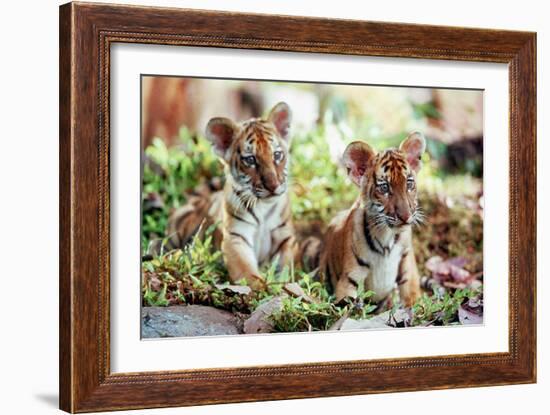 Deux Freres Two Brothers De Jeanjacquesannaud Avec Les Petits Tigres Kumal, Sangha, 2004-null-Framed Photo