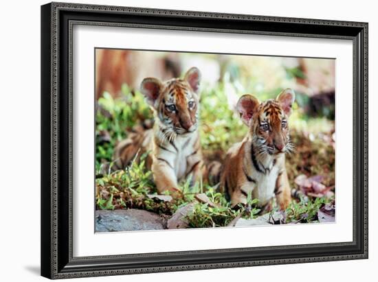 Deux Freres Two Brothers De Jeanjacquesannaud Avec Les Petits Tigres Kumal, Sangha, 2004-null-Framed Photo