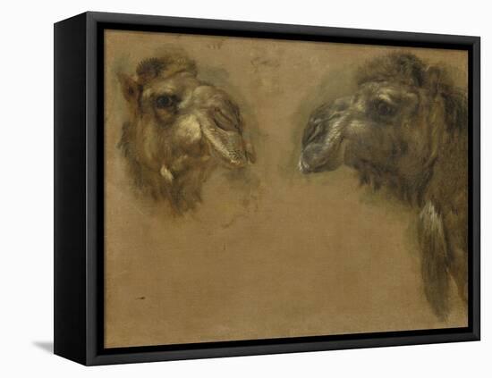 Deux têtes de dromadaires-Pieter Boel-Framed Premier Image Canvas