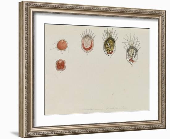 Development of Lepralia: Bryozoan-Philip Henry Gosse-Framed Giclee Print