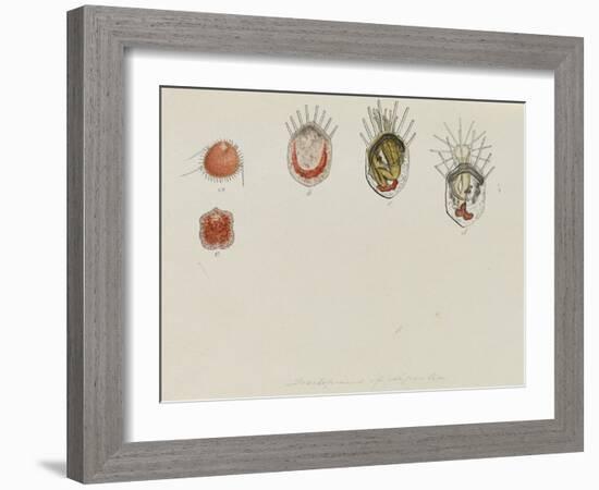 Development of Lepralia: Bryozoan-Philip Henry Gosse-Framed Giclee Print