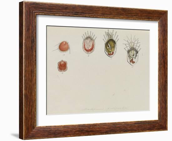 Development of Lepralia: Bryozoan-Philip Henry Gosse-Framed Giclee Print